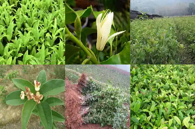 多杆桂花树种植1686444358900