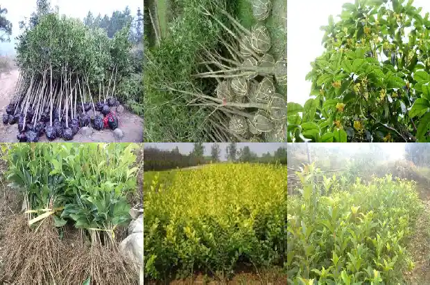 多杆桂花树种植1686444358948