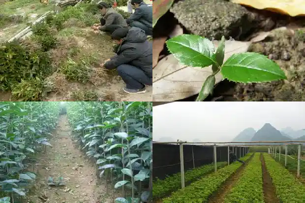 多杆桂花树种植1686444358995