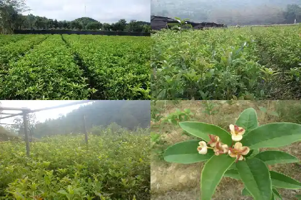 多杆桂花树种植1686444359040