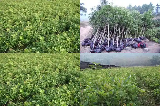 多杆桂花树变独杆1686444370525