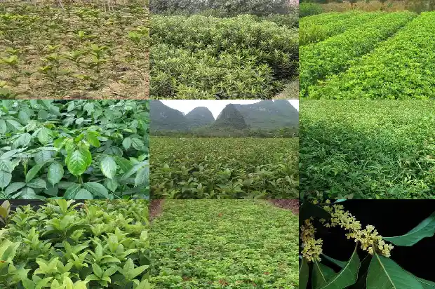 多杆桂花树变独杆1686444370571