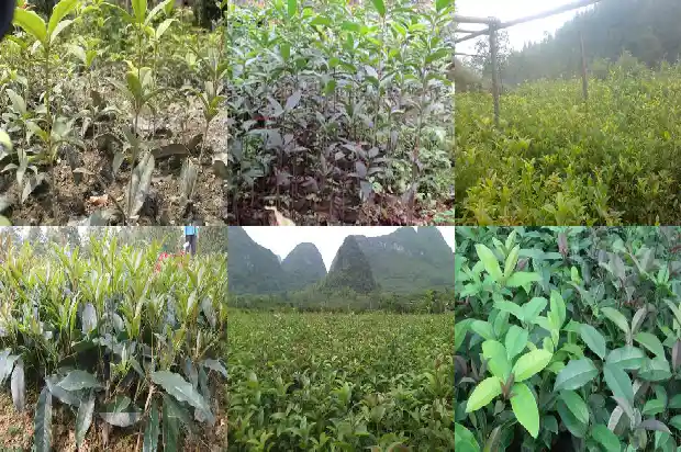 多杆桂花树变独杆1686444370665