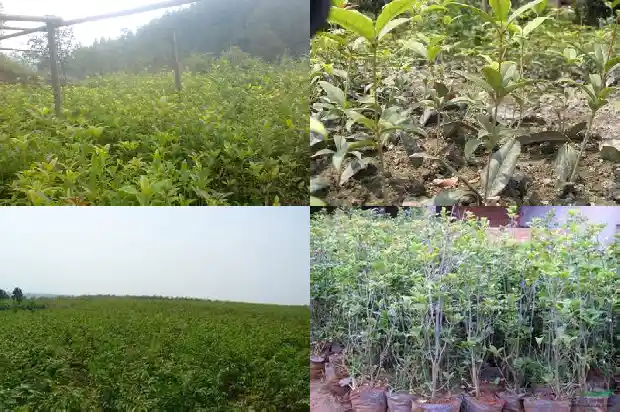 多杆桂花树培育方法1686444378578