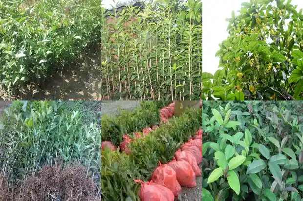 园林绿化桂花树价格多少一棵合适1686444388543