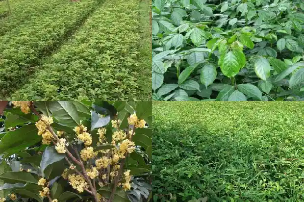 园林绿化桂花树价格多少钱一盆1686444398395