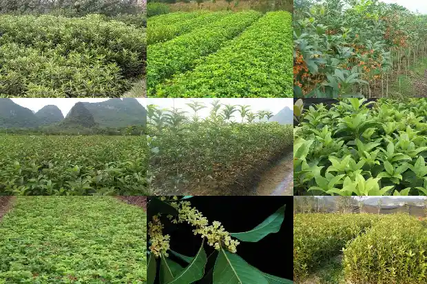 园林绿化桂花树价格多少钱一盆1686444398489
