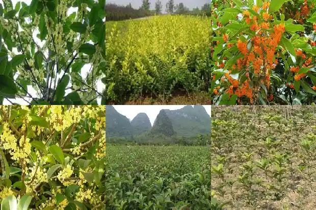2019年桂花苗木征收价格是多少钱一吨1686444411018