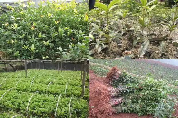 2019年桂花苗木征收价格是多少钱一吨1686444411064