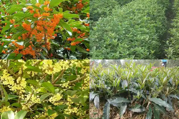 2019年桂花苗木征收价格是多少钱一吨1686444411111