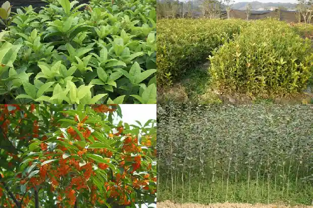 2019年桂花苗木征收价格是多少钱一吨1686444411159