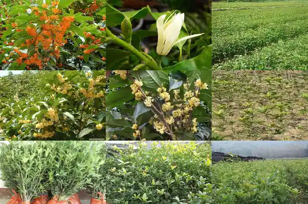 2019年桂花苗木征收价格是多少元一斤1686444423517