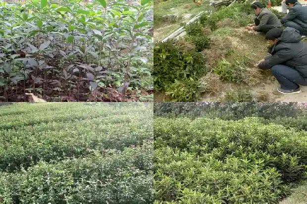 2019年桂花苗木征收价格是多少元一斤1686444423610