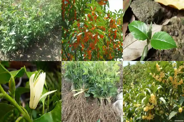 桂花数据单位1686444468011