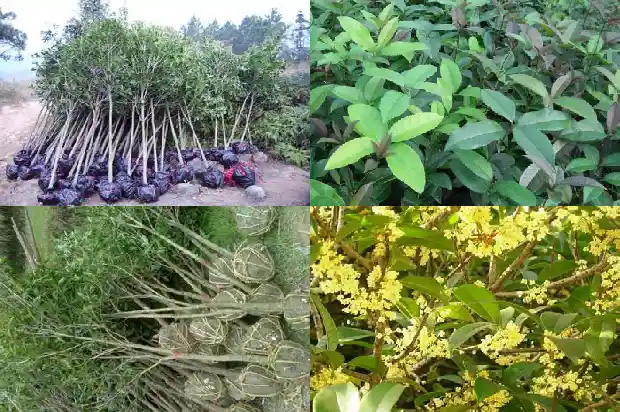 桂花相关资料1686444478420