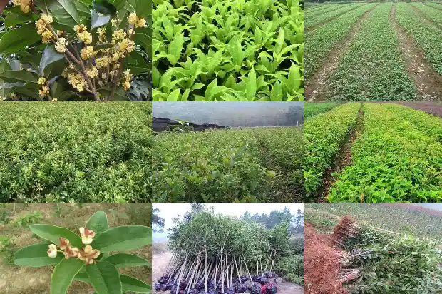 桂花相关资料1686444478468