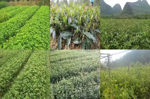 桂花酒特点1686444497970