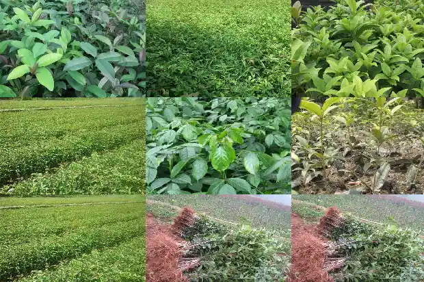 桂花酒特点1686444498017