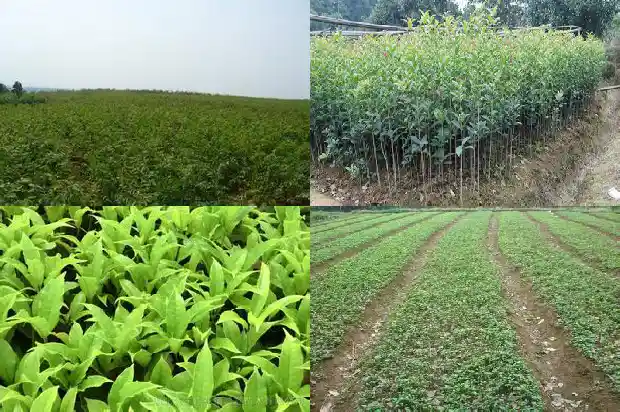 桂花酒特点1686444498065