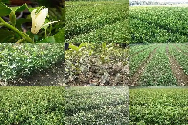 为什么今年的桂花开花晚1686444525264