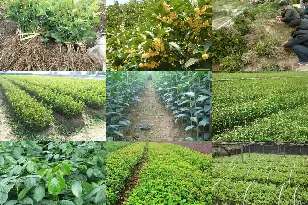 为什么今年的桂花开花晚1686444525312