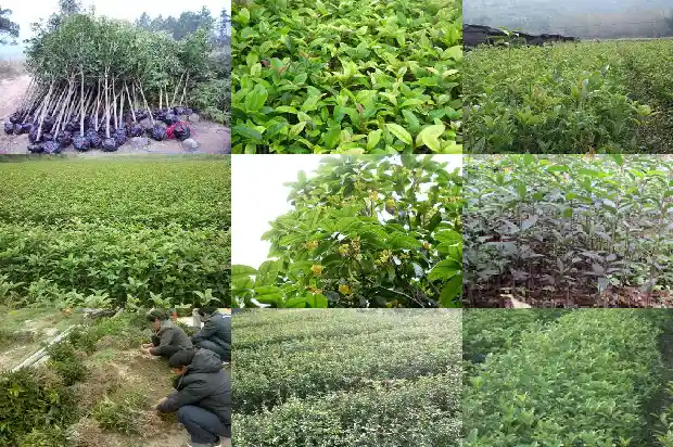 为什么今年的桂花开花晚1686444525407