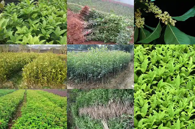 桂花行情持续低迷的原因是啥1686444550779