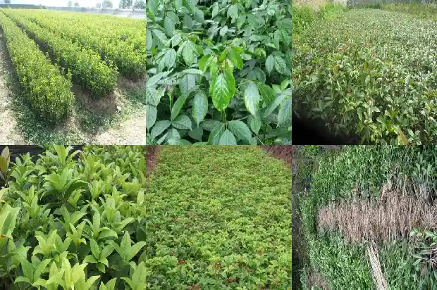 桂花行情持续低迷的原因是啥1686444550826