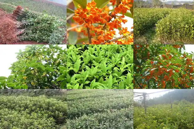 桂花开花迟是什么原因1686444606907