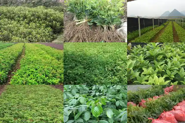 桂花开花迟是什么原因1686444606954