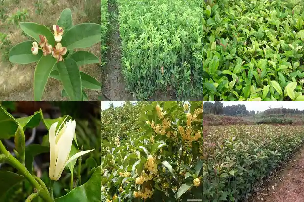 桂花开花迟是什么原因1686444607001