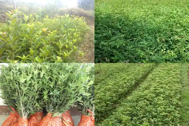 桂花开花迟是什么原因1686444607048