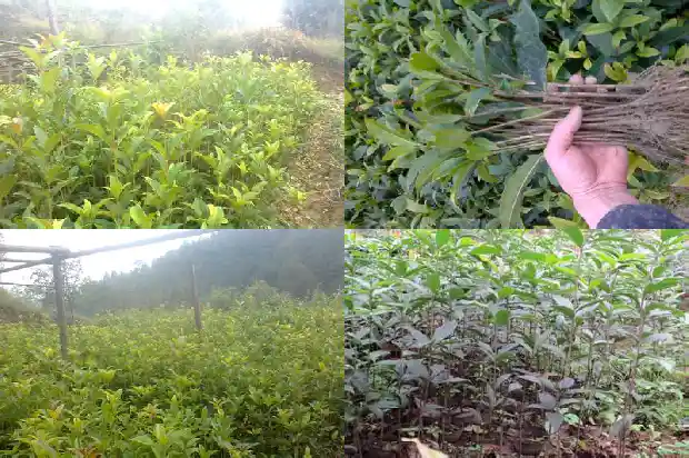 今年桂花行情怎么样呀1686444641030