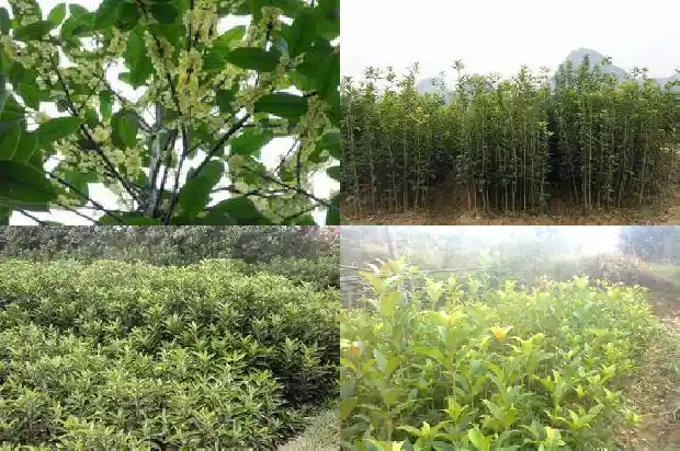 今年桂花行情怎么样呀1686444641125