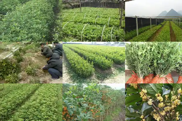 今年桂花开得特别好怎么回事1686444653146