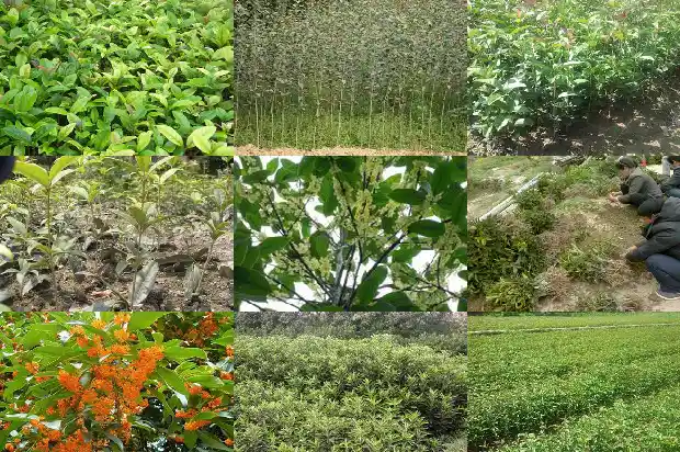 桂花的状态和姿态和香味是什么样的1686444678106