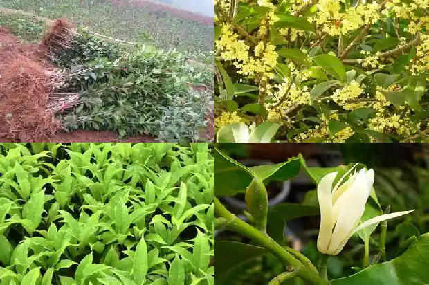 桂花的状态和姿态和香味是什么样的1686444678153