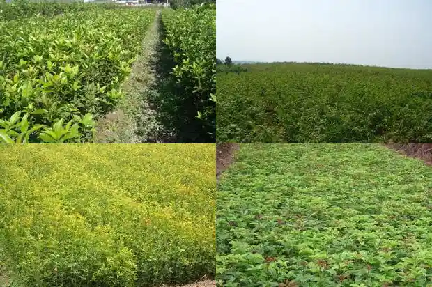 桂花的状态和姿态和香味是什么样的1686444678201