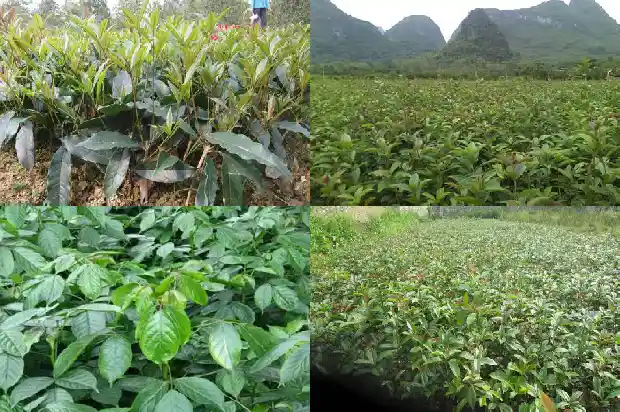 我校的桂花树1689985994786