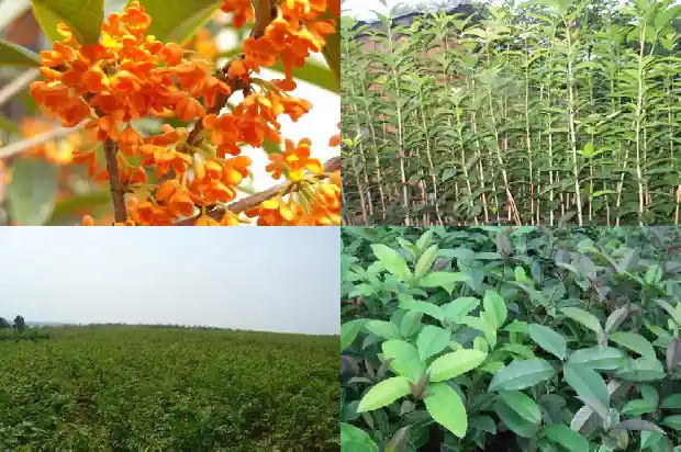 桂花的香气是什么样的1689313101139