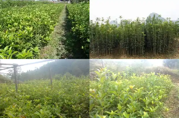 又是一年的桂花树开花了的说说心情1688793028494