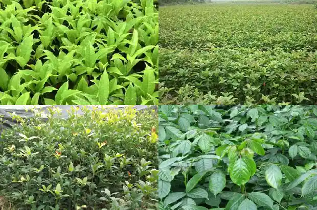桂花主要特征描述1686444740017