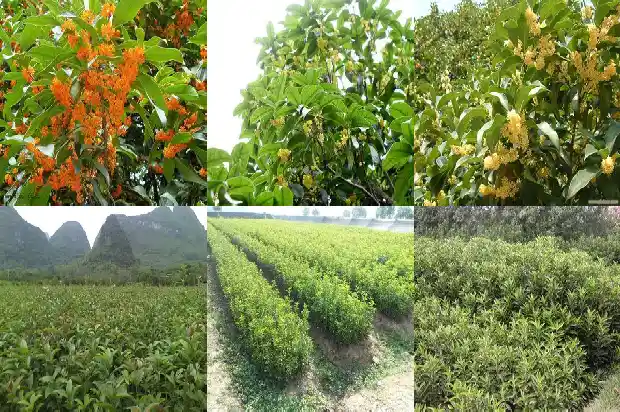 桂花主要特点简介1686444752502