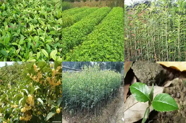桂花主要特点简介1686444752550