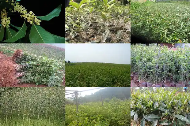 桂花的特点和特征1686444762360
