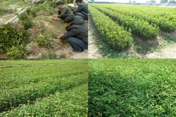 桂花开花的状态是什么1686444774500