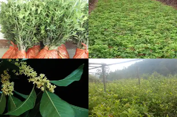 桂花开花的状态是什么1686444774594