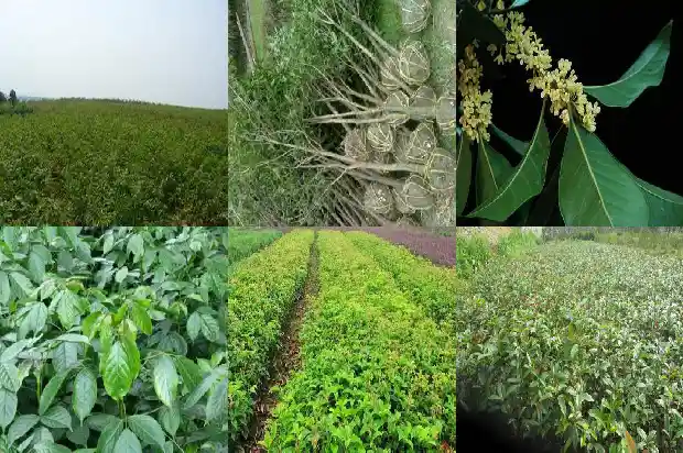 桂花开花的状态是什么1686444774641