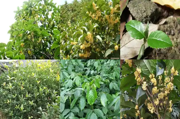 桂花在什么情况下开花1686444786847