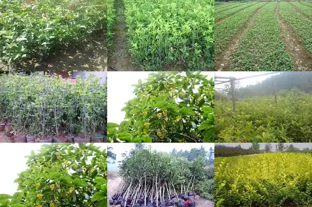 桂花开花结果是怎么回事1686444796765
